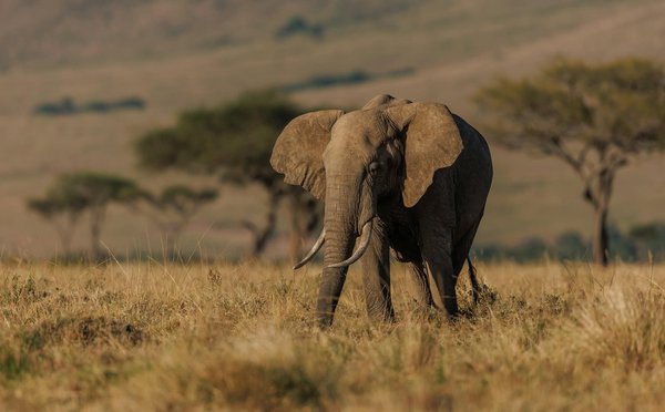 Comment organiser une expédition pour voir les éléphants en Tanzanie ?
